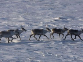 The federal government and the government of Quebec say they're confident that a deal to protected endangered caribou populations in the province will be reached. Wild caribou roam the tundra near The Meadowbank Gold Mine located in Nunavut, Canada, on Wednesday, March 25, 2009.