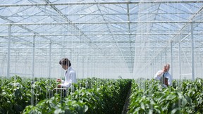 Scientists examining produce in greenhouse