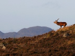 A red deer stag bellows on Moulin Moor above Pitlochry, Scotland, Britain Oct. 15, 2021.