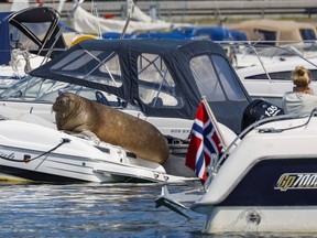 Freya the walrus sitting on a boat in Frognerkilen in Oslo, Norway, Monday July 18, 2022. Authorities in Norway said Sunday, Aug. 14, 2022 they have euthanized a walrus that had drawn crowds of spectators in the Oslo Fjord after concluding that it posed a risk to humans.