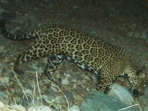 In this photo provided by the University of Arizona and U.S. Fish and Wildlife Service shows a male jaguar photographed by motion-detection wildlife cameras in the Santa Rita Mountains in Arizona on April 30, 2015.