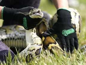 FILE - A Burmese python is held during a safe capture demonstration on June 16, 2022, in Miami. More than 800 competitors will be trudging through the Florida Everglades for the next eight days, in search of invasive Burmese pythons that will bring in thousands of dollars in prize money. The python hunt officially began Friday, Aug. 5, and runs through Aug. 15. Officials who gathered in Miami to kick off the annual campaign say it's significant because the non native snakes are killing off birds and mammals in the Everglades ecosystem.