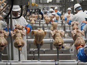FILE - Workers process chickens at a poultry plant in Fremont, Neb., Dec. 12, 2019. The federal government on Monday, Aug. 1, 2022, announced proposed new regulations that would force food processors to reduce the amount of salmonella bacteria found in some raw chicken products or risk being shut down.