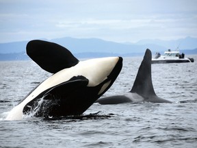 There are only 74 southern resident killer whales remaining.