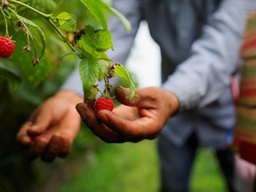 A worker picks raspberries at Masse, a berry farm operation in Saint Paul d'Abbotsford near Granby, Quebec, Canada August 11, 2022.