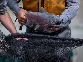 Stuart LePage, of Fisheries and Oceans Canada, sprints to place a salmon in a vessel to be lifted by a helicopter and transported up the Fraser River past a massive rock slide west of Clinton, B.C., on Wednesday July 24, 2019.