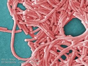 This 2009 colourized 8000X electron micrograph image provided by the Center for Disease Control and Prevention shows a large grouping of Gram-negative Legionella pneumophila bacteria.THE CANADIAN PRESS/AP-Janice Haney Carr