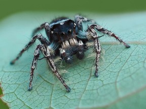 The rare jumping spider, photographed at Ojibway Park, is usually found in southern United States.