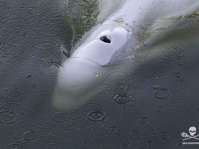 In this image, taken Saturday, Aug. 6, 2022 by environmental group Sea Shepherd, shows a Beluga whale in the Seine river in Notre Dame de la Garenne, west of Paris. French environmentalists said Monday efforts to feed a dangerously thin Beluga whale that has strayed into the Seine River have failed so far. Experts are now seeking ways to get the animal out of the river lock where it is now stuck. (Sea Shepherd via AP)