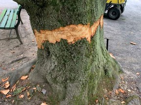 One of the 32 trees attacked in the night in July at Halifax Public Gardens by people with axes. Stripping the bark from the base of a tree usually kills it.