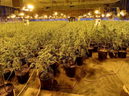 Durham police photo of rows of pot plants in illegal cannabis grow in Ontario. / PHOTO BY DURHAM REGIONAL POLICE SERVICE