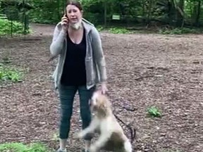 Amy Cooper (pictured), a Canadian woman has apologized after a video went viral showing her calling police to say she felt threatened by an African-American man who asked her politely to leash her dog in New York’s Central Park on Monday. The video drew outrage on social media where it was viewed more than 28 million times, and the backlash prompted the woman’s employer, global investment firm Franklin Templeton, to fire her.