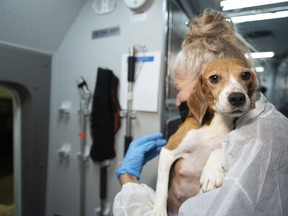 IMAGE DISTRIBUTED FOR THE HSUS - An HSUS Animal Rescue Team member carries a beagle into the organization's care and rehabilitation center in Maryland on Thursday, July 21, 2022, after the organization removed the first 201 beagles as part of a transfer plan from Envigo RMS LLC facility in Cumberland, Va. The Humane Society of the United States says it has removed the last group of beagles from a troubled breeding facility in Virginia that had planned to sell the dogs to animal testing labs. The organization said it took away the remaining 312 dogs at the facility in Cumberland on Thursday, Sept. 1.