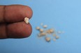 photo flat lay or top view very small kidney stone at two finger at blue background