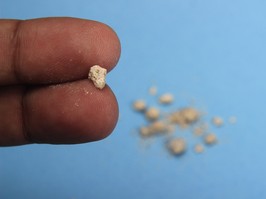 photo flat lay or top view very small kidney stone at two finger at blue background