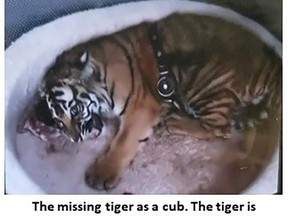 This undated image released by New Mexico Department of Game and Fish shows a missing tiger in Alburquerque, N.M. The animal is believed to be less than 1 year old and 60 pounds, but tigers can grow to 600 pounds. Officials say the alligator was taken to a wildlife facility after a Aug. 12 search, and a 26-year-old man was arrested. Authorities in New Mexico found an alligator and large quantities of drugs, guns and money at two homes in Albuquerque last month, but on Saturday, Sept. 10, 2022, they said they are still searching for a young tiger they think is being being illegally kept as a pet. (New Mexico Department of Game and Fish via AP)