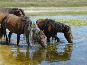 Eine Gruppe junger männlicher Pferde trinkt an einem Süßwasserteich auf Sable Island.