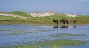 Eine Bande wilder Pferde rastet am Rand eines Sable Island-Teiches.