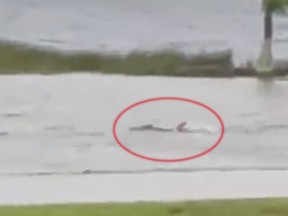 The alleged Fort Myers, Florida, shark. Experts are divided on whether it is a shark or another large fish.