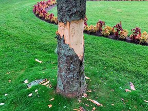 One of the 32 trees attacked in the night in July at Halifax Public Gardens by people with axes. Stripping the bark from the base of a tree usually kills it.