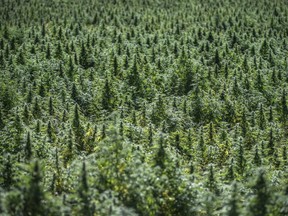 Marijuana plants at the 48 North Good Farm Brantford location, Friday September 27, 2019.