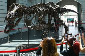 Hediye verme mevsimi hızla yaklaşıyor, bu yüzden aile odasındaki 12,2 metre (39 fit) uzunluğunda 4,6 metre (15 fit) yüksekliğindeki zorlu boşluğu doldurmak için bir hatıra arayan sevilen kişi için dikkate alınması gereken bir şey var.  1.4 tonluk bir Tyrannosaurus Rex dinozor iskeleti, Kasım ayının sonunda Christie's aracılığıyla Singapur'da açık artırmaya çıkıyor.  Mevcut fonları kontrol ediyorsanız, 2020'de New York'ta 31,8 milyon dolara satılan başka bir T. rex iskeleti.  Getty Images aracılığıyla Roslan Rahman/AFP