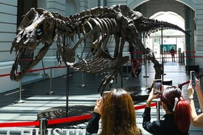 Gönderildi: Geçen hafta kaçırmış olabileceğiniz bazı haberler - alberta son dakika haberleri Hediye verme mevsimi hızla yaklaşıyor, bu yüzden aile odasındaki 12,2 metre (39 fit) uzunluğunda 4,6 metre (15 fit) yüksekliğindeki zorlu boşluğu doldurmak için bir hatıra arayan sevilen kişi için dikkate alınması gereken bir şey var. 1.4 tonluk bir Tyrannosaurus Rex dinozor iskeleti, Kasım ayının sonunda Christie's aracılığıyla Singapur'da açık artırmaya çıkıyor. Mevcut fonları kontrol ediyorsanız, 2020'de New York'ta 31,8 milyon dolara satılan başka bir T. rex iskeleti. Getty Images aracılığıyla Roslan Rahman/AFP