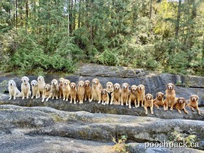 Dieses Foto hat nicht wirklich politische Relevanz, aber ein Hundeausführunternehmen in BC hat es geschafft, 23 Golden Retriever für ein Gruppenfoto zusammenzupferchen.