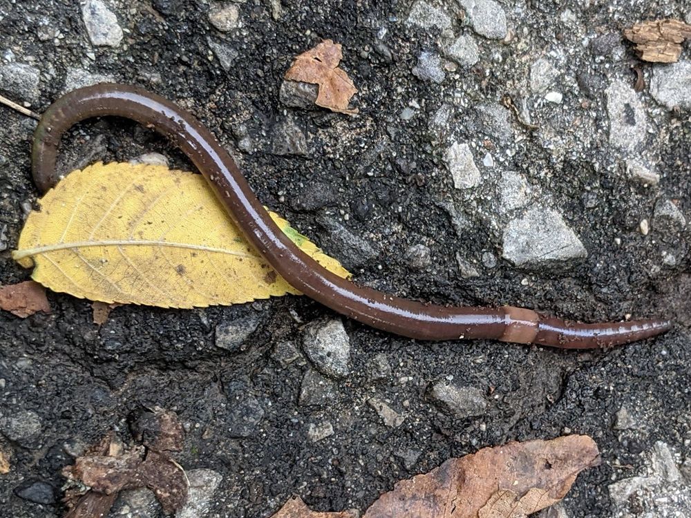 Slithering, jumping invasive worm is threat to forests, birds and other ...