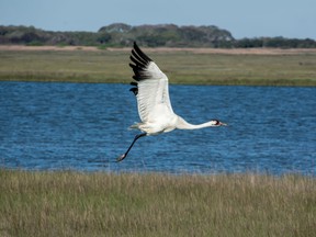 Conservation efforts may be turning things around for the critically endangered whooping crane. PHOTO BY GETTY IMAGES