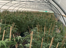 Cannabis plants located inside one of the greenhouses. / PHOTO BY QUEENSLAND POLICE SERVICE