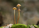 Gathering information is important given that psychedelic compounds found in so-called magic mushrooms “are increasingly being recognized for their potential to treat health conditions such as depression, anxiety, compulsive disorders and addiction.” / PHOTO BY SIMON002 / ISTOCK / GETTY IMAGES PLUS