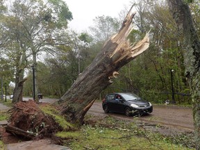 A driver cruises past a large tree which was snapped in half during post-tropical storm Fiona, in Charlottetown, Monday, Sept. 26, 2022. Residents of Prince Edward Island say they're growing exhausted, anxious and cold as thousands remain without power 10 days after post-tropical storm Fiona swept through the region.
