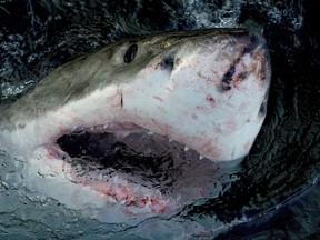 A great white shark at the water's surface.