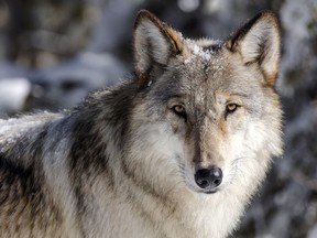 FILE - A wolf is shown in Yellowstone National Park, Wyo., in this file photo provided by the National Park Service, Nov. 7, 2017. Idaho's wolf population appears to be holding steady despite recent changes by lawmakers that allow expanded methods and seasons for killing wolves, the state's top wildlife official said Thursday, Oct. 6, 2022.
