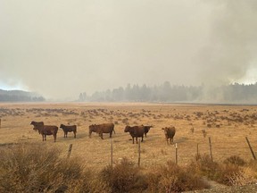 In this image provide by Mandy Taylor, smoke from a prescribed burn looms over cattle belonging to the Holliday family on Oct. 19, 2022, near the town of John Day, Ore. The fire spread onto the Holliday's ranch that day. The family is applauding the arrest of the leader of a U.S. Forest Service crew that carried out the prescribed burn in the Malheur National Forest.