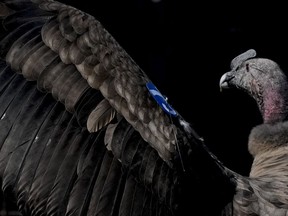 An Andean condor named Yastay, meaning "God that is protector of the birds," in the Quechua Indigenous language, spreads his wings after being freed by the Andean Condor conservation program where he was born almost three years prior in Sierra Paileman in the Rio Negro province of Argentina, Friday, Oct. 14, 2022. For 30 years the Andean Condor Conservation Program has hatched chicks in captivity, rehabilitated others and freed them across South America.