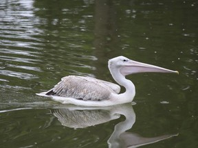 This undated photo provided by Omaha's Henry Doorly Zoo and Aquarium shows a pink-backed pelican. The zoo has closed several exhibits and taken other precautions after one of its pelicans died from the bird flu on Thursday, Oct. 13, 2022. (Omaha's Henry Doorly Zoo and Aquarium via AP)