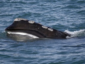 FILE - A North Atlantic right whale feeds on the surface of Cape Cod bay off the coast of Plymouth, Mass., March 28, 2018. Scientists released new data on Monday, Oct. 24, 2022, that showed a vanishing species of whale declined in population by about 2% last year.