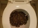 Police photo of cannabis in toilet. / PHOTO BY CLAYTON COUNTY POLICE DEPARTMENT