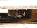 The rat strayed into the exhibit room where cannabis was stored in one of the agency's commands, and a “few minutes after, it began to misbehave.  Need I say more?