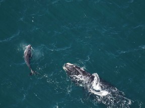 A right whale known as "Half Note" and her calf are shown in a January, 2022 handout photo off of Georgia. The calf was thin with whale lice on its flukes, indications of poor health. A new study says the population of critically endangered North Atlantic right whales continued its downward trend this year, partly because only 15 calves were born in 2022, far below the average of 24 reported in the early 2000s. THE CANADIAN PRESS/HO-Clearwater Marine Aquarium Research Institute **MANDATORY CREDIT**