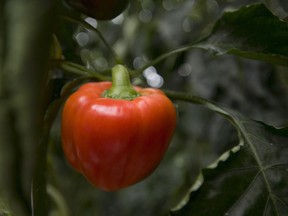 A red pepper grows on a vine in a greenhouse in Delta, B.C., Friday, Oct. 26, 2018. With rising food and energy costs and more frequent extreme weather, the indoor agriculture industry has the potential to feed Canadians more reliably and maybe more sustainably, using greenhouses, vertical farms and hydroponic technology.