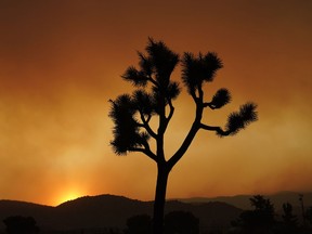 FILE--A Joshua tree is silhouetted in front of the Bobcat Fire at sunset Saturday, Sept. 19, 2020, in Juniper Hills, Calif. California again pushed back its decision to list the western Joshua tree as threatened after a unanimous vote Wednesday, Oct. 12, 2022 by the Fish and Game Commission.
