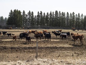 Cattle roam in a filed near Pigeon Lake, Alta., on May 1, 2022. An Alberta regulator says it won't review its decision to reject a proposed cattle feedlot near a popular recreational lake.