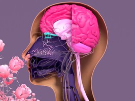 senses. Components of the olfactory system.