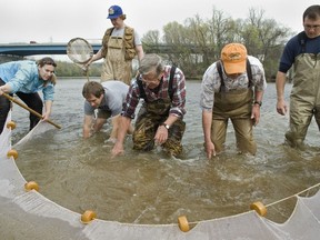FILE -- Retired professor Dr. David Etnier (center) and a group of scientists check the state of the snail darter in the Holston River north of Knoxville, Tenn., on April 9, 2008. The U.S. Department of the Interior announced on Tuesday its official removal from the Federal List of Threatened and Endangered Wildlife.
