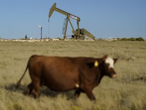 FILE - A cow walks through a field as an oil pumpjack and a flare burning off methane and other hydrocarbons stand in the background in the Permian Basin in Jal, N.M., Oct. 14, 2021.