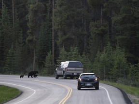Lamb, a wildlife guide who serves on several B.C. advisory bodies related to human-bear interaction, said bears could exhibit predatory behaviour towards humans if improperly managed at a young age, but a recent attack on two women was extremely uncommon.