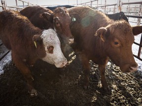 Cattle at the Strathmore Stockyards in Strathmore, Alta., Thursday, Jan. 14, 2016. Quebec's farmers union says it's hopeful a herd of runaway cattle that have been wreaking havoc in farmers' fields near a small town in the province's Mauricie region will be captured soon.